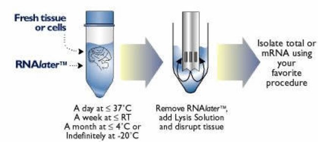 RNAlater™ Stabilization Solution AM7021现货